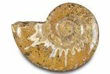 Jurassic Ammonite (Euaspidoceras) Fossil - Madagascar #283372-1